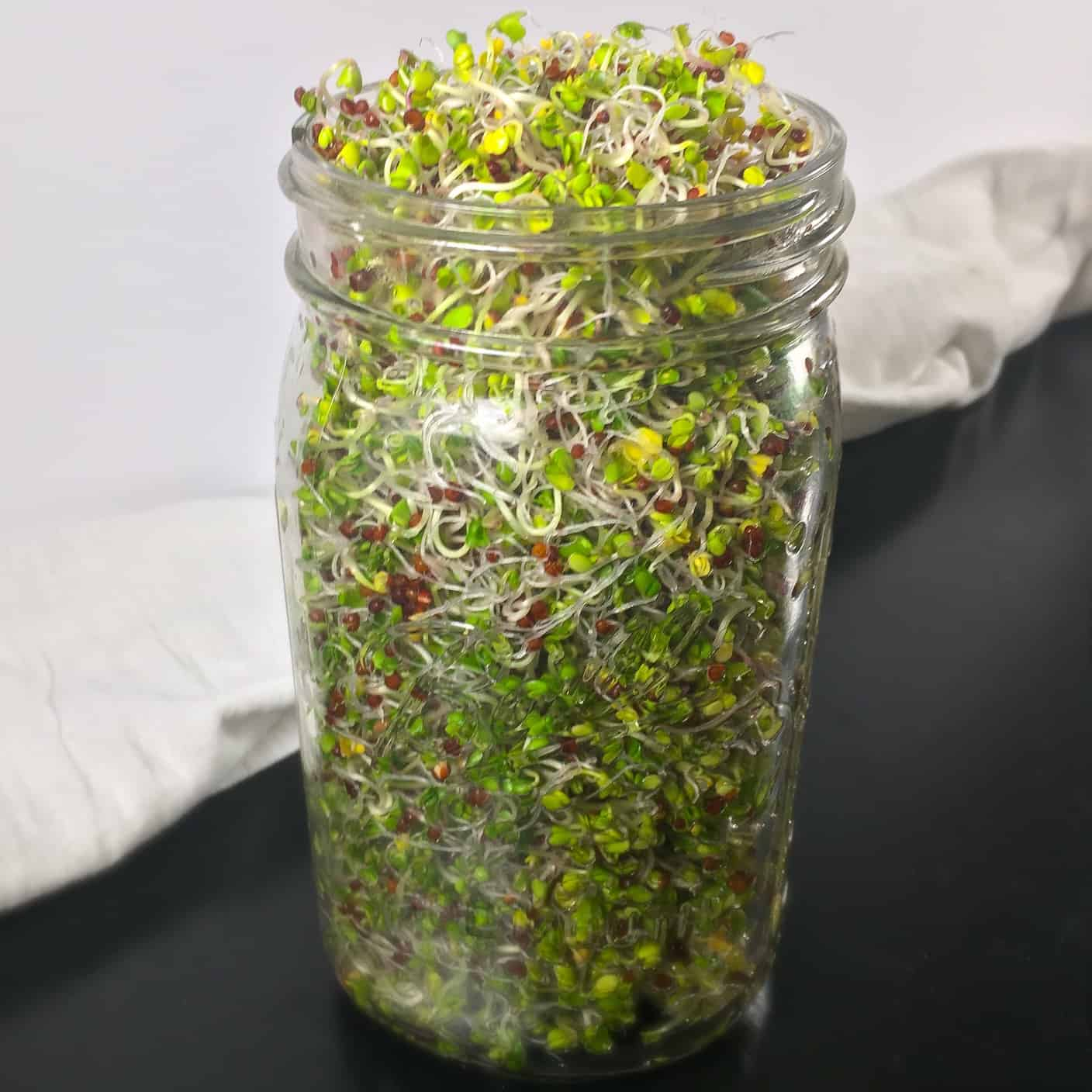 5 day Super Food Broccoli Sprouts