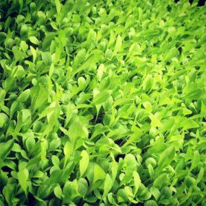 Organic Dandelion Microgreens