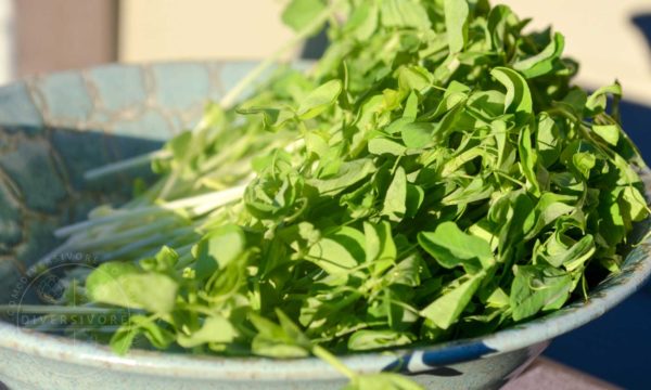 Organic Pea Shoot bundles